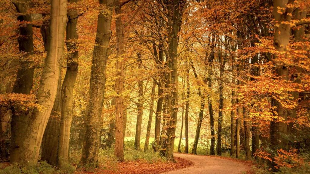 How do plants know it's fall if it's still warm? The answer is in the daylight hours