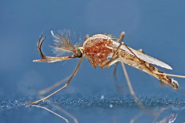 Culex_pipiens West Nile