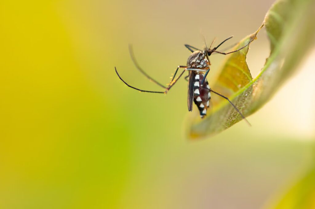 Mosquitoes in October: why there are still so many of them and what to do