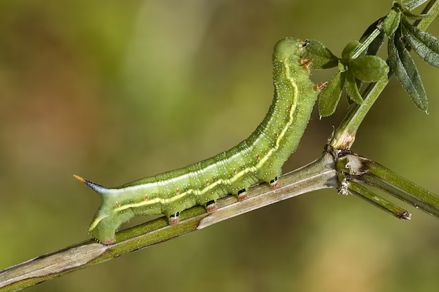 hummingbird sphinx caterpillar