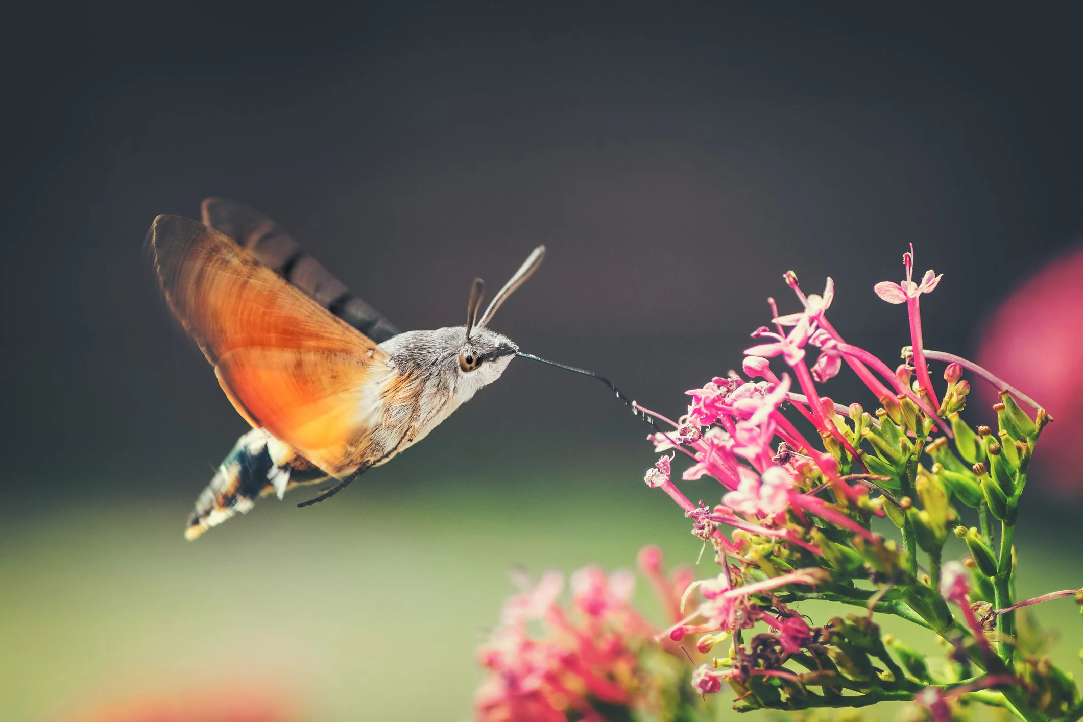 The Galician Sphinx or hummingbird moth looks like a bird and is harmless: Macroglossum stellatarum