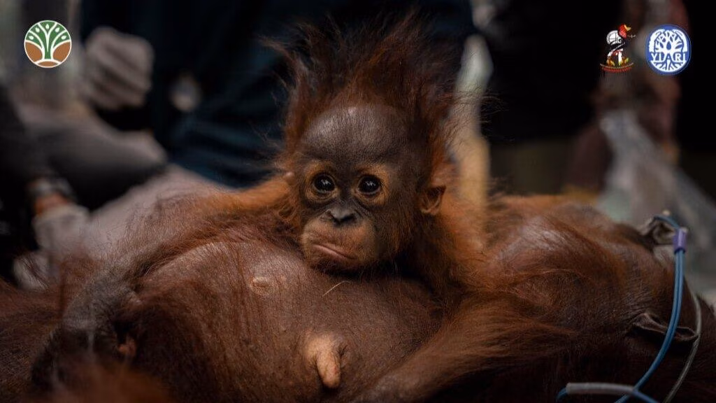 Bornean orangutans in danger from forest fires in Indonesia: the role of El Niño