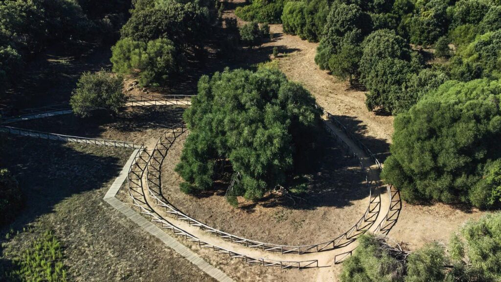The oldest tree in Italy is S'Ozzastru in Sardinia: the 14 m thousand-year-old olive tree is 4000 years old