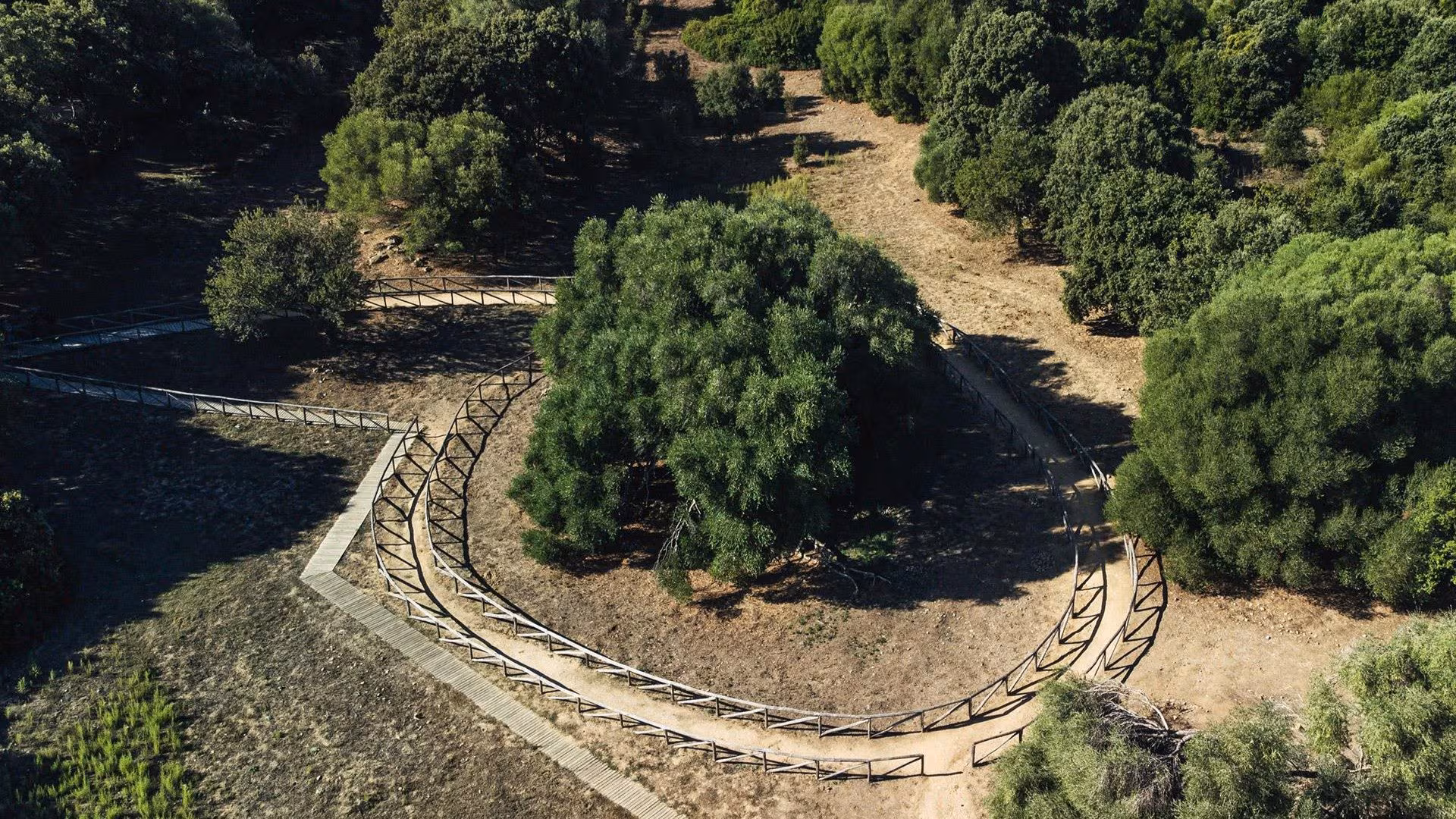 The oldest tree in Italy is S'Ozzastru in Sardinia: the 14 m thousand-year-old olive tree is 4000 years old