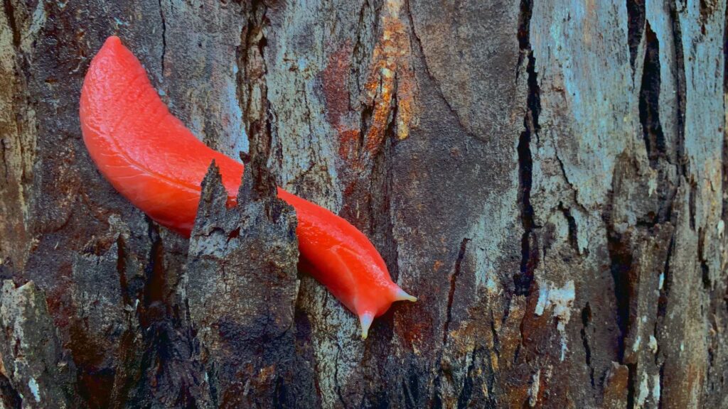 The 20cm long giant pink snail that lives only on an extinct volcano in Australia