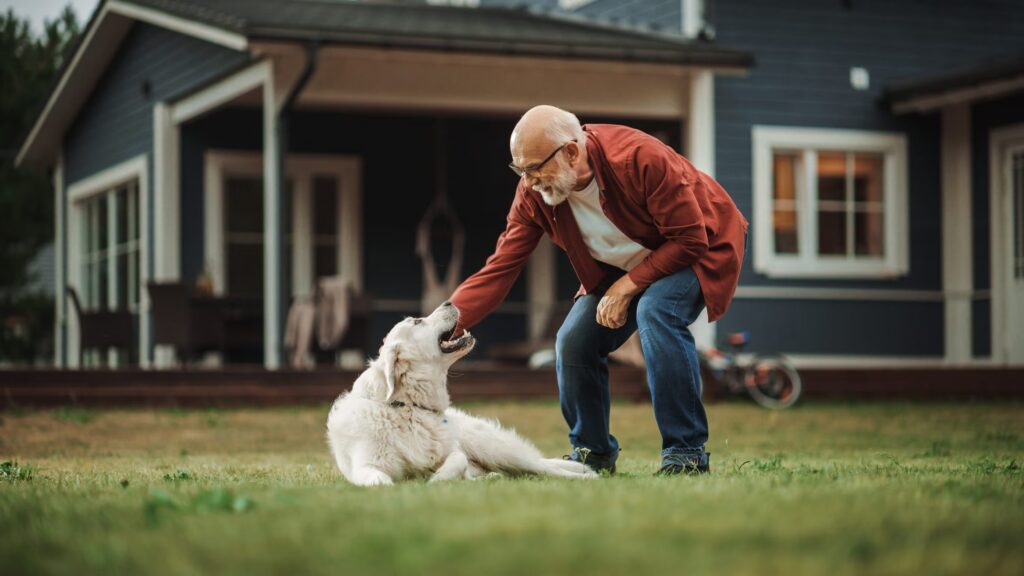 How old is the dog: how to calculate age with a formula instead of the "by 7" rule
