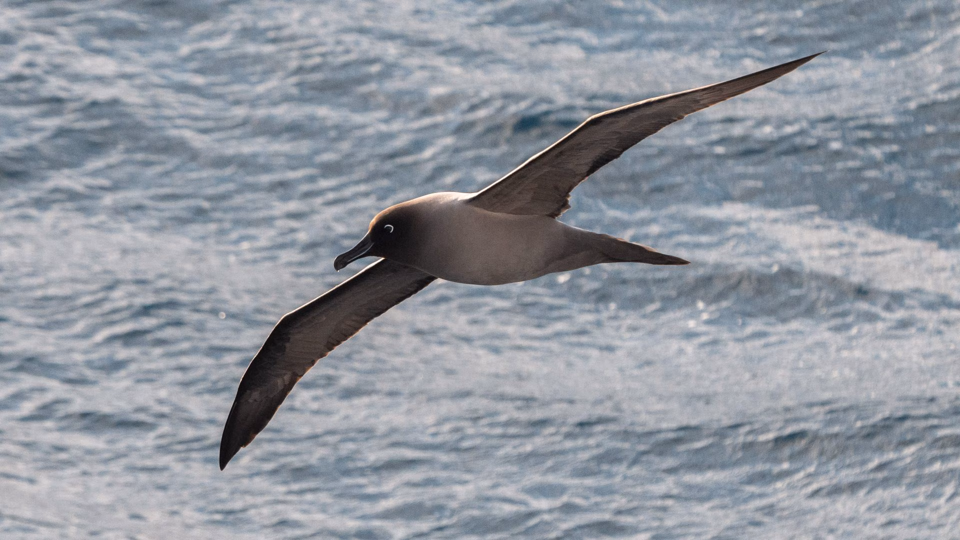 South Georgia albatrosses declining by up to 66% in 40 years: the role of fisheries and climate