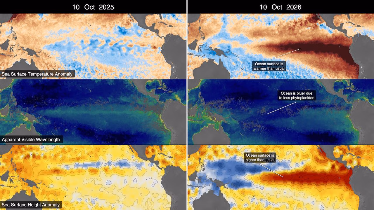The Pacific Ocean is becoming increasingly blue: how El Niño is changing the color of the oceans