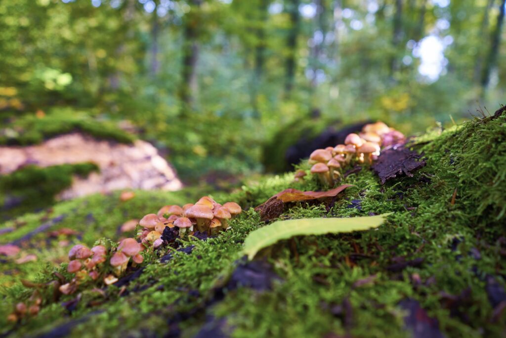 How many mushrooms can be collected in the woods per day? The limits region by region