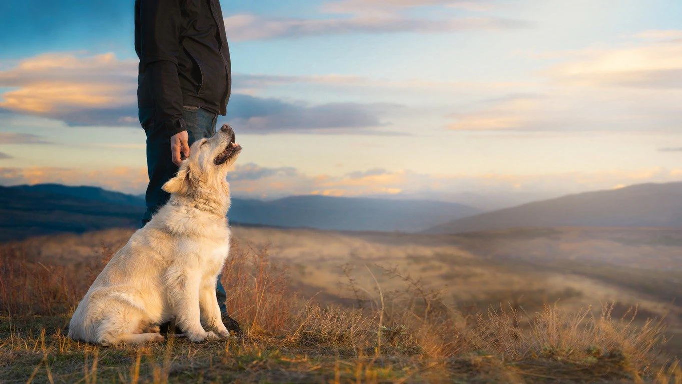 Why large breed dogs live shorter lives: The answer lies in their DNA and 'jumping genes'